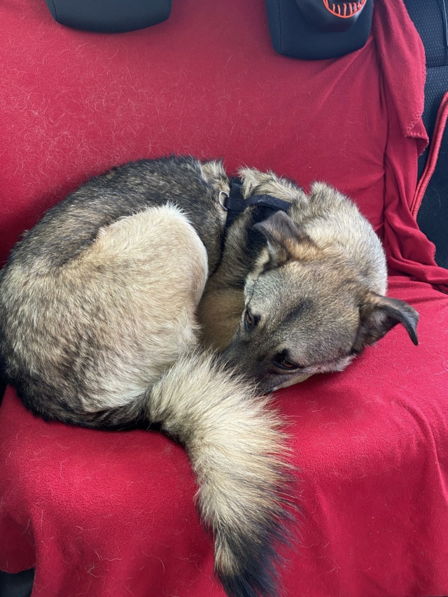 MARKO (ex JAPPELOUP) - chiot mâle, de taille moyenne à l'âge adulte - né environ en octobre 2021 - REMEMBER ME LAND - Adopté par Léane (57)  34610210