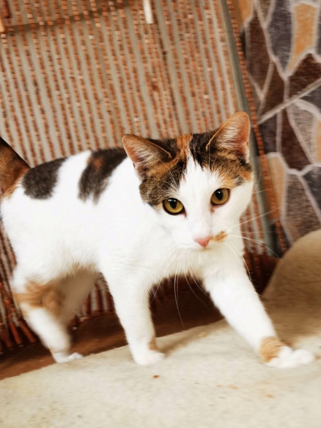 FELI - chat femelle - née environ en février 2021 - Au refuge chez Gina à Tergu Neamt (Roumanie) - adoptée en Roumanie 34610410