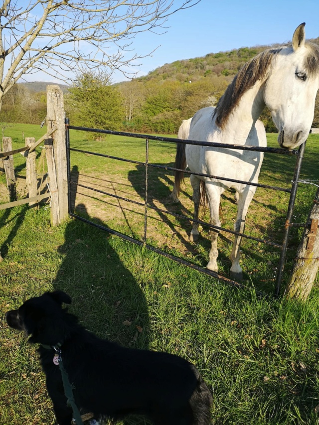 FINAUDE - chiot femelle, typée labrador, de grande taille à l'âge adulte - née environ en décembre 2021 - REMEMBER ME LAND - Adoptée par Alicia et Alain (25)  34708810