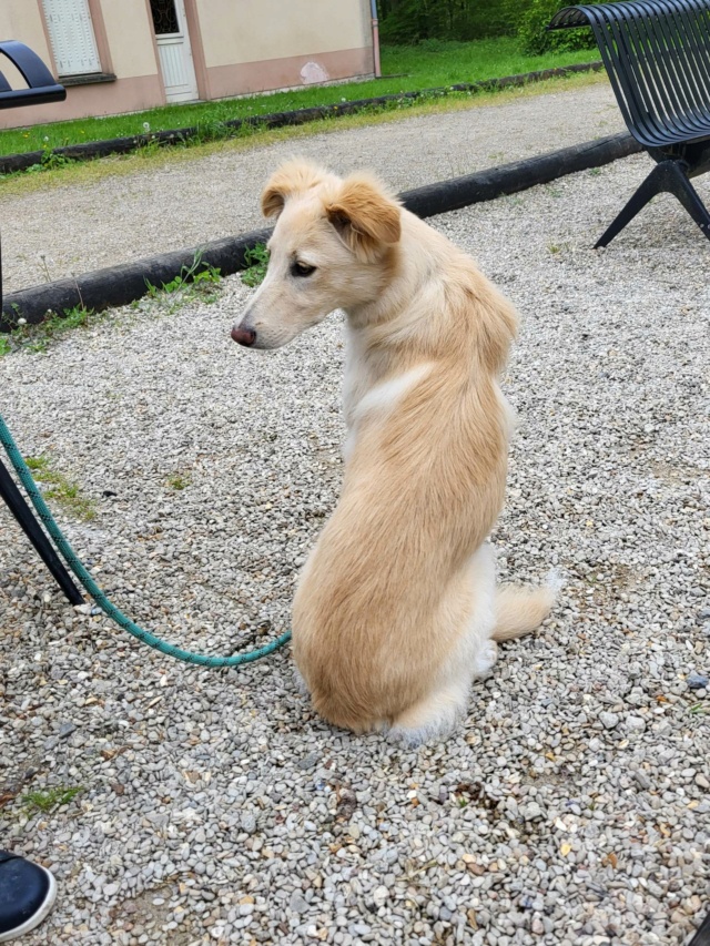 GALADRIEL - chiot femelle, de taille moyenne à grande taille à l'âge adulte - née environ en août 2022 - REMEMBER ME LAND - Adoptée par Cyrielle (78)  34838210