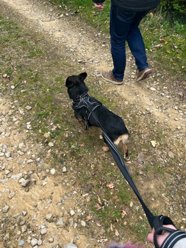 NETY - femelle, de taille petite à moyenne - née environ en mai 2021 - Au refuge de Gina à Tergu Neamt (Roumanie) - Adoptée par Aurelien (6730 - Belgique) 34838710