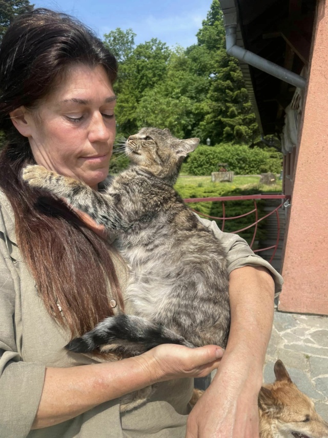 DONDIEGO - chat mâle, né environ en mai 2012 - en FA chez Lili (Roumanie) - adopté par Dominique (57) 34885910