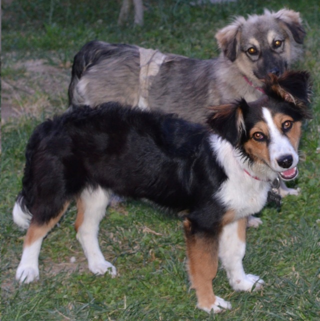 BEASTIE BOY - chiot mâle, de taille moyenne à l'âge adulte - né environ en septembre 2022 - (Centre RM Pascani en Roumanie) - Adopté par Thierry (68)  35011010