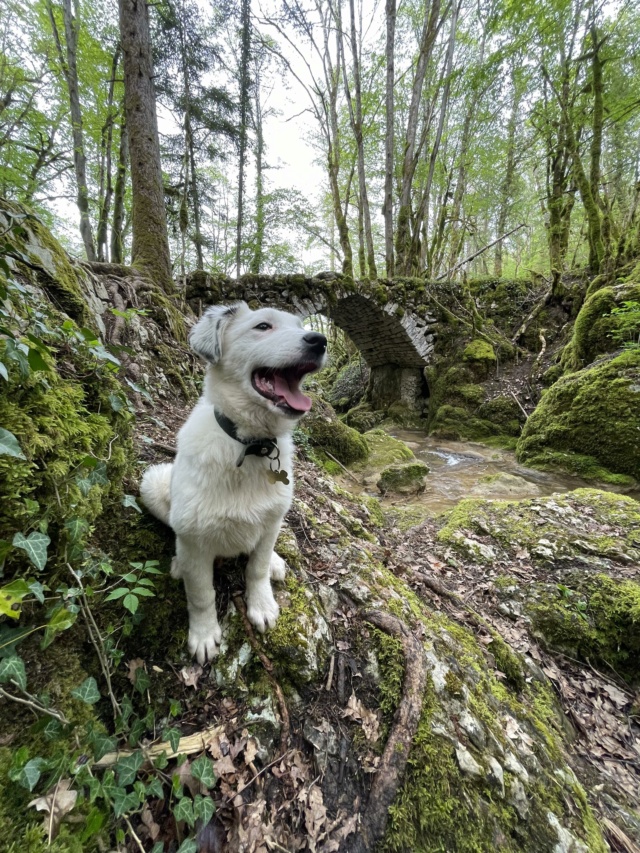 MOON (ex ELVIRA) - chiot femelle, typée berger de bucovine, de taille moyenne à grande taille à l'âge adulte - née environ en novembre 2022 - REMEMBER ME LAND - Adoptée par Gabrielle (39) 35149810