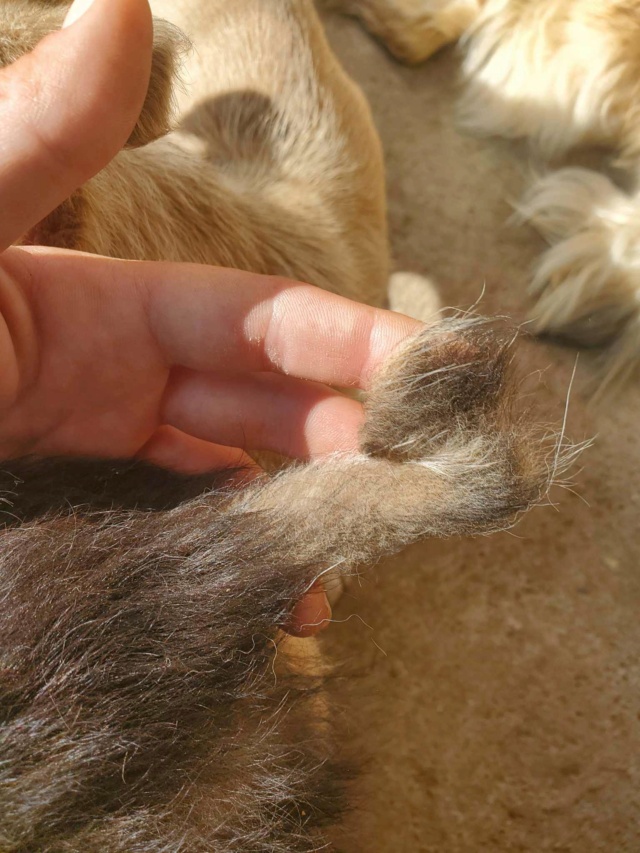 YUKA (ex AVORIAZ) - chiot femelle, de taille moyenne à l'âge adulte - née environ en mars 2023 - REMEMBER ME LAND - Adoptée par Sandrine (88) 35580511