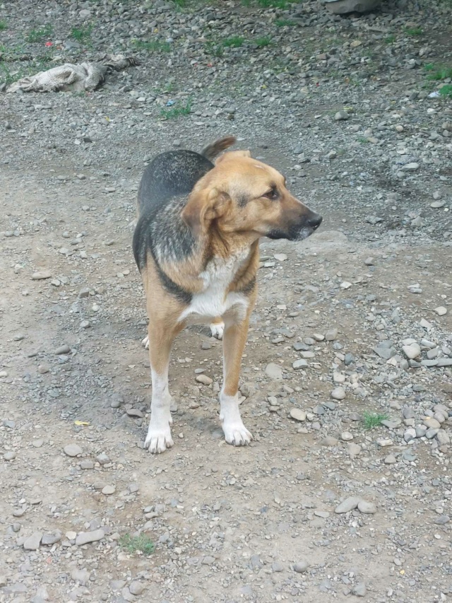 GUSTO - 3 ans -  Asso Remember Me (Roumanie) 35584610