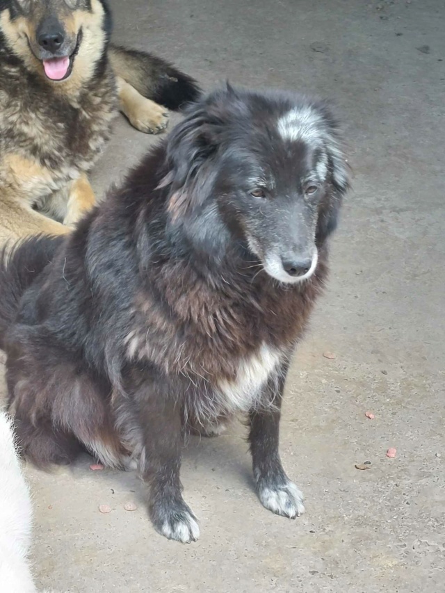 TABATHA - femelle, de taille moyenne - née environ en juin 2017 - REMEMEBER ME LAND - ADOPTEE EN ROUMANIE 35681310