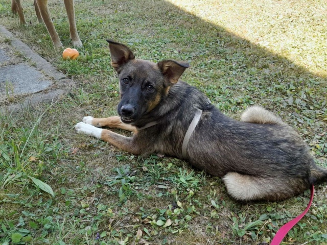 HYGIE - chiot femelle, de taille moyenne à grande à l'âge adulte - née environ en janvier 2023 - (Centre RM Pascani en Roumanie) - en FA chez Adeline (57) - ADOPTEE PAR ADELINE (57) 35815210