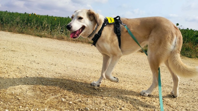 NOUNOUILLE (ex JILLY) - femelle, de taille moyenne - née environ en octobre 2020 (Targu Neamt) - Adopté par Anais (84) - retour à l'adoption/ EN FA CHEZ Kelly (54) - Adoptée par Patrick (55) - Page 2 35975610