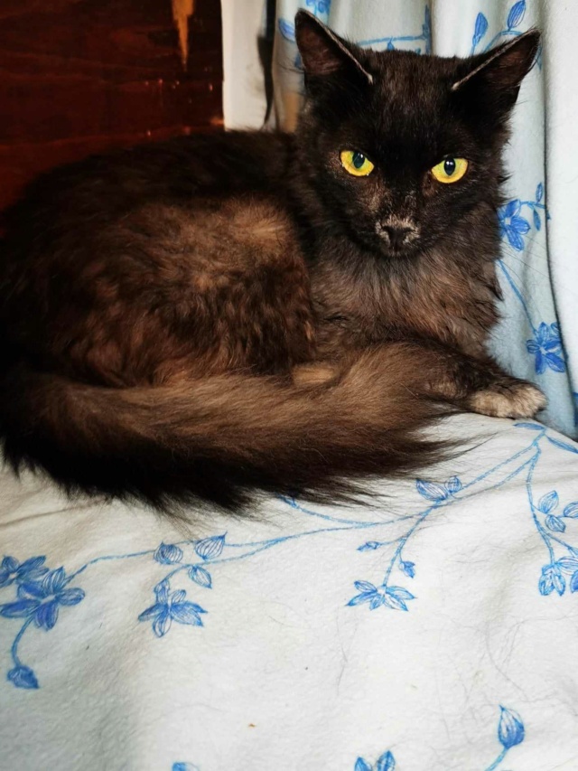 NALA - chat femelle, née environ en mai 2020 - au refuge chez Gina (Targu Neamt) 36453810