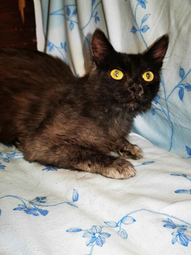 NALA - chat femelle, née environ en mai 2020 - au refuge chez Gina (Targu Neamt) 36469510
