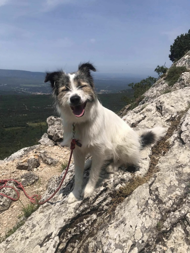 DEVA - chiot femelle, de taille moyenne à l'âge adulte - née environ en mars 2022 - REMEMBER ME LAND - Adoptée par Marine (69)  36749610