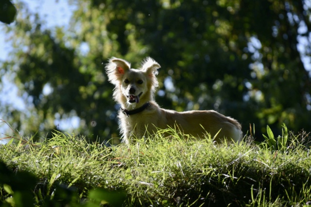 PECHE (ex PENSEE) - chiot femelle , de taille petite à moyenne à l'âge adulte - née environ en juin 2022 - En FA chez Gina à Tergu Neamt (Roumanie) - Adoptée par Elisabeth (1070 - BELGIQUE) 36750410