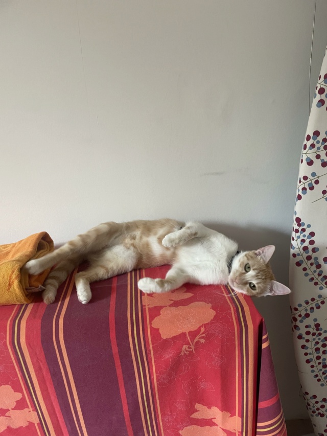SMITH (ex WHISKEY) - chaton mâle, né environ en décembre 2021 - En FA chez Gina à Tergu Neamt (Roumanie) - Adopté par Lola (75)  37057210