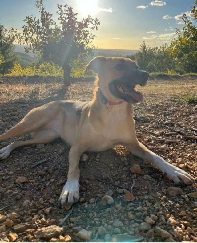 MOLLY (ex MULAN) - chiot femelle, de taille moyenne à l'âge adulte - née environ octobre 2020 - REMEMBER ME LAND - Adoptée par Carole (13)  37150510