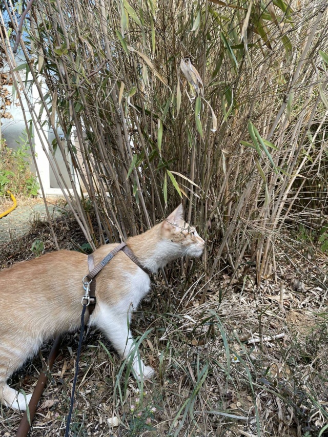 SMITH (ex WHISKEY) - chaton mâle, né environ en décembre 2021 - En FA chez Gina à Tergu Neamt (Roumanie) - Adopté par Lola (75)  37175410