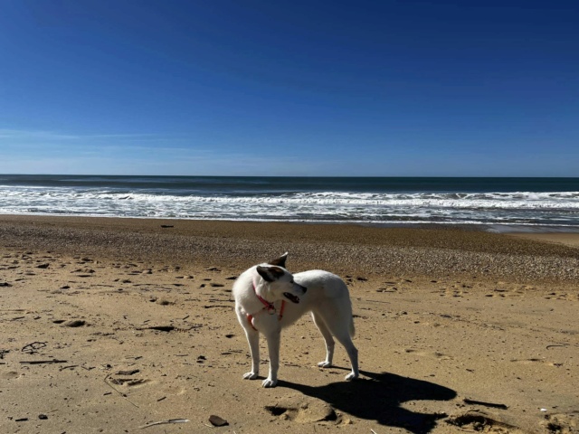 ATHENA (ex ORBE) - chiot femelle, de taille moyenne à l'âge adulte - née environ en mars 2022 - REMEMBER ME LAND - Adoptée par Éric (1480 - Belgique)  38083110