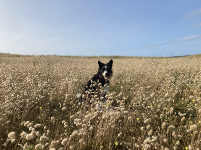 LOU (ex LUCE) - chiot femelle, de taille moyenne à l'âge adulte - née environ en juillet 2020 - REMEMBER ME LAND - Adoptée par Caroline (59)  39535210