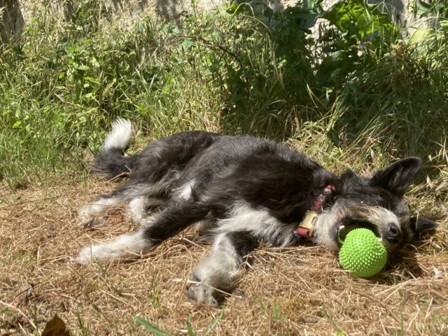 LOU (ex LUCE) - chiot femelle, de taille moyenne à l'âge adulte - née environ en juillet 2020 - REMEMBER ME LAND - Adoptée par Caroline (59)  39535610