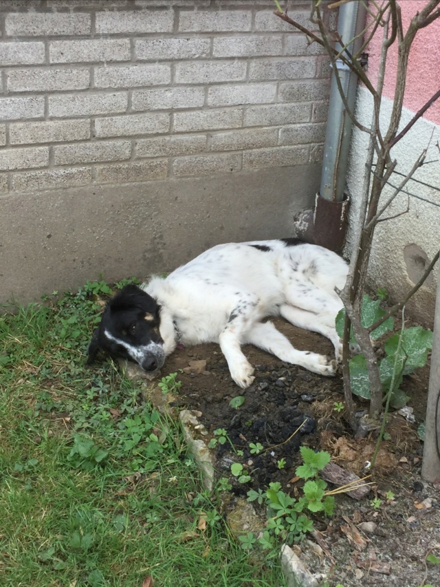 LOUNA (ex CORA) - chiot femelle, de taille moyenne à grande à l'âge adulte - née environ en mai 2022 - (Centre RM Pascani en Roumanie) - Adoptée par Sylvie (91)  39859510