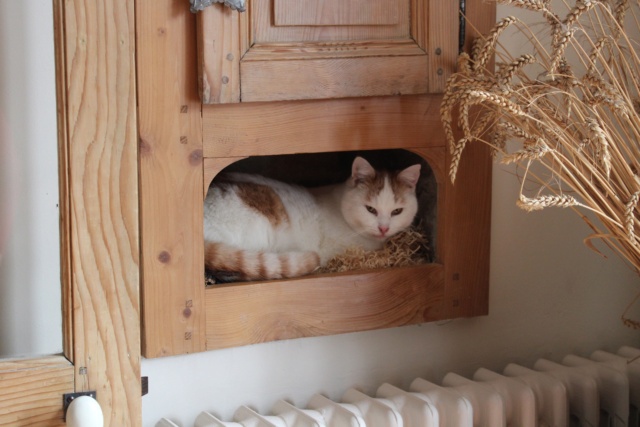 PAPAIA - chat mâle, né environ en avril 2020 - À la clinique de Lucian (Roumanie) - REMEMBER ME LAND - Adopté par Sophie (39) 40362610