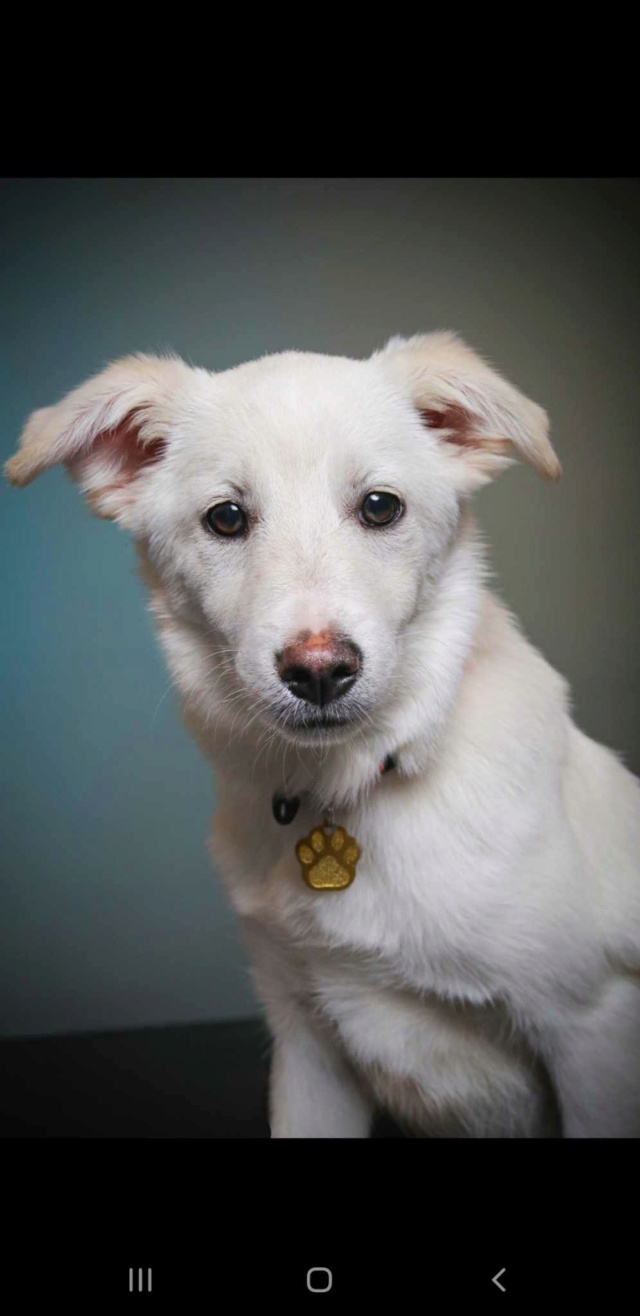 FOURMI - chiot femelle, de taille petite à moyenne à l'âge adulte - née environ en juin 2023 - (Centre RM Pascani en Roumanie) - Adoptée par Adrien (56) 40364310