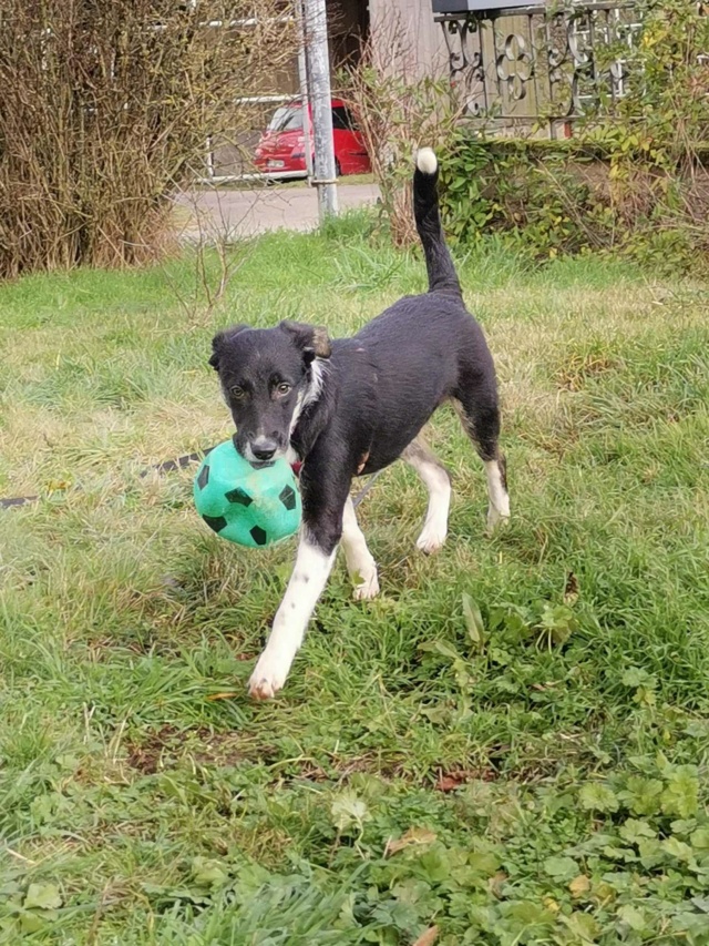 INETTE - chiot femelle, de taille moyenne à grande à l'âge adulte - née environ en mai 2023 - (Centre RM Pascani en Roumanie) - Adoptée par Claire (54) 41031010