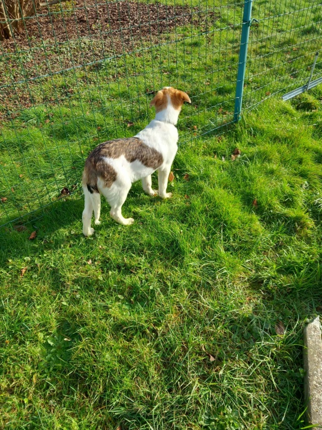 CHARLOT - chiot mâle, de taille moyenne à l'âge adulte - né environ en août 2023 - REMEMBER ME LAND - Adopté par Freddy (7100 - Belgique)  41598011