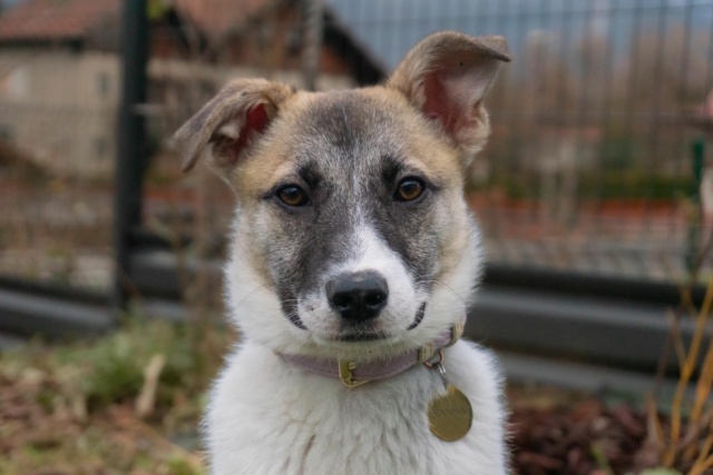 SANSA (ex POPIE) - chiot femelle, de petite taille à l'âge adulte - née environ en juillet 2023 - REMEMBER ME LAND - Adoptée par Jade (74) 41644910