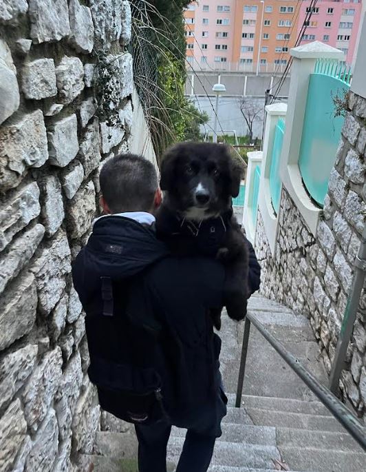 LUDO (ex OZGUR) - chiot mâle, typé border collie, de taille moyenne à l'âge adulte - né environ mi septembre 2023 - REMEMBER ME LAND - Adopté par Noura Bella (06)  4169