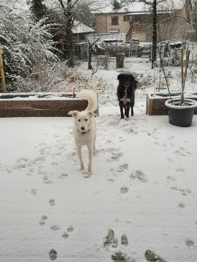 NEIGE (ex AIGLE) - chiot mâle, de taille moyenne à l'âge adulte - né environ en novembre 2021 - REMEMBER ME LAND - Adopté par Sonia (57)  41991310