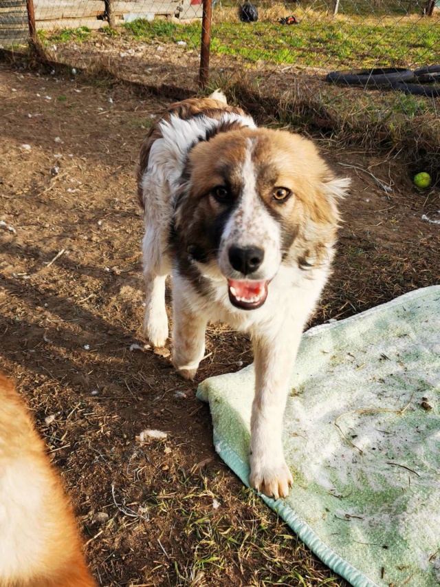 POPPIE (ex LULU2) - chiot femelle, de taille moyenne à l'âge adulte - née environ en septembre 2023 - Au refuge de Gina à Tergu Neamt (Roumanie) - Adoptée par Émilie (83)  42602911