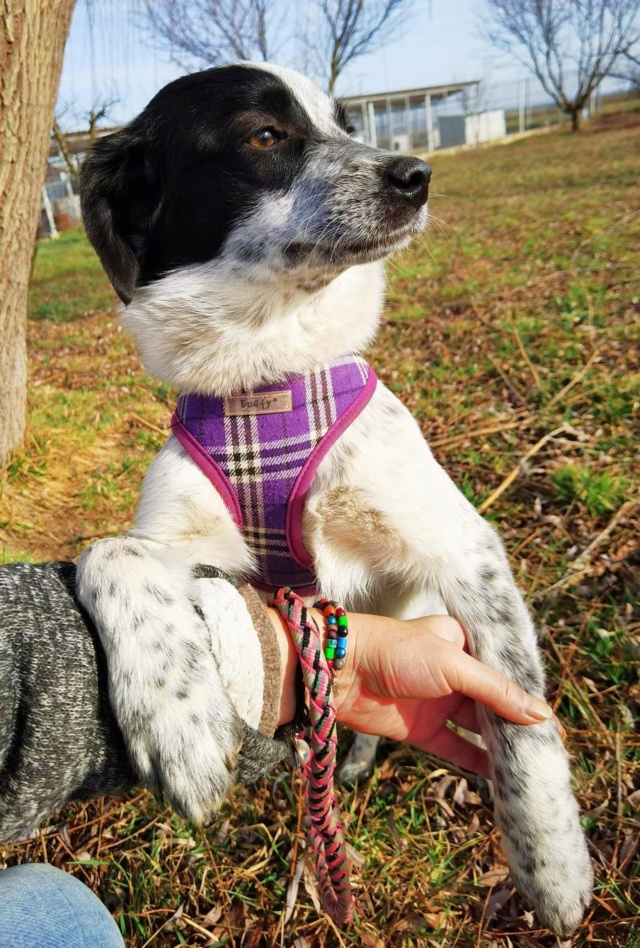 ALBA (ex DOLOREANE) - chiot femelle, typée border collie, de taille moyenne à l'âge adulte - née environ en septembre 2023 - REMEMBER ME LAND - Adoptée par Laura (34)  42613011