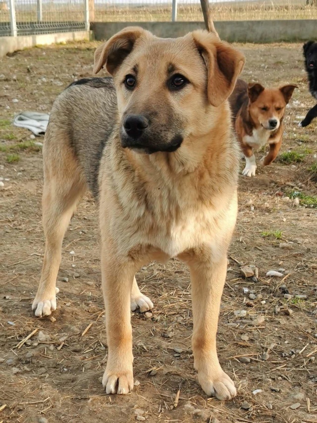 HARRISON - chiot mâle, de taille moyenne à l'âge adulte - né environ en août 2023 - (Centre RM Pascani en Roumanie) 42615510