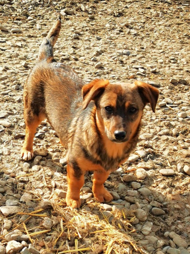 PHYSALIS - chiot femelle, de petite taille à l'âge adulte - née environ en septembre 2023 - REMEMBER ME LAND 42662711