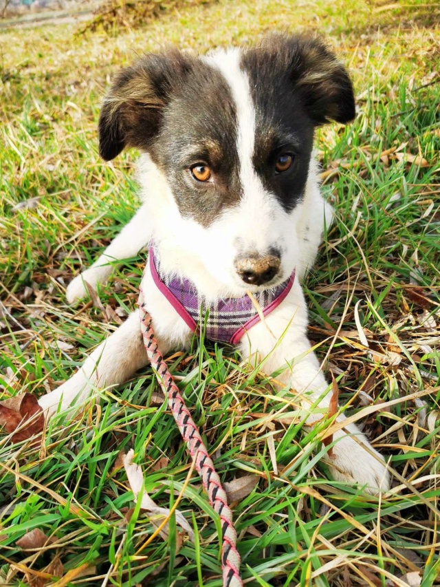 TOPAZE - chiot femelle, typée croisée border collie, de petite taille à l'âge adulte - née environ en septembre 2023 - REMEMBER ME LAND - Adoptée par Stéphanie (71)  42666010