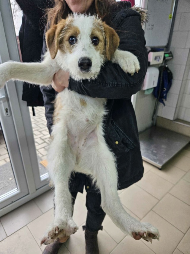 LOUISETTE - chiot femelle, de taille moyenne à l'âge adulte - née environ en octobre 2023 - REMEMBER ME LAND 42986410