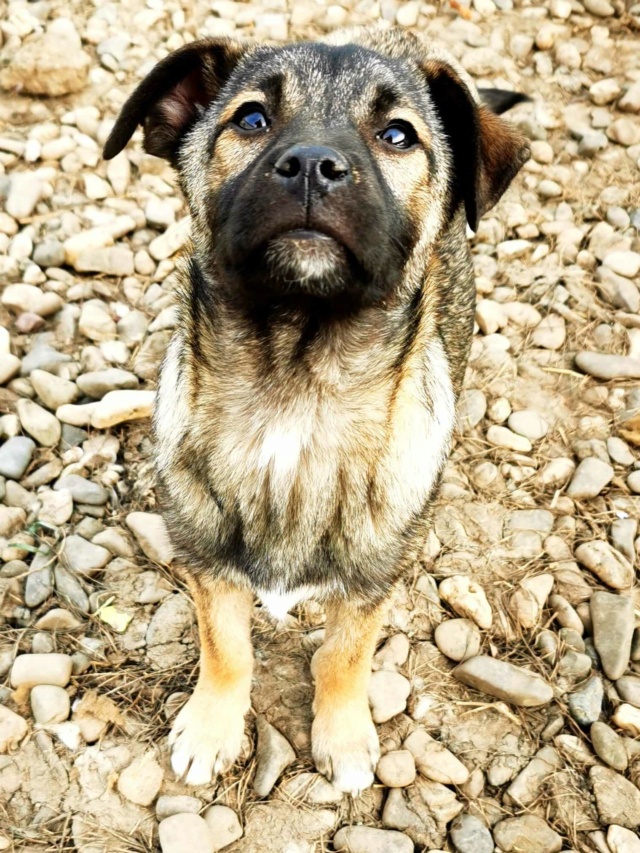 HEDONA - adorable et gentil chiot femelle, de taille moyenne à l'âge adulte -  née environ en octobre 2023 - REMEMBER ME LAND En fa chez Gaelle (88)  42993110