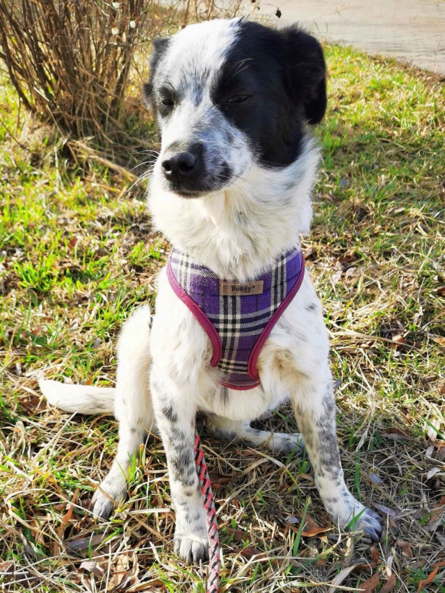 DELTYVA - chiot femelle, typée border collie, de taille moyenne à l'âge adulte - née environ en septembre 2023 - REMEMBER ME LAND 43008010