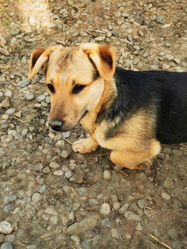 HALCYON - chiot mâle, de taille petite à moyenne à l'âge adulte - né environ en août 2023 - (Centre RM Pascani en Roumanie) 43011410