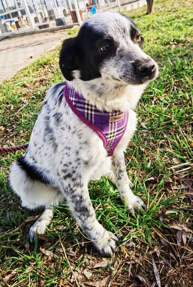 DELTYVA - chiot femelle, typée border collie, de taille moyenne à l'âge adulte - née environ en septembre 2023 - REMEMBER ME LAND 43046510