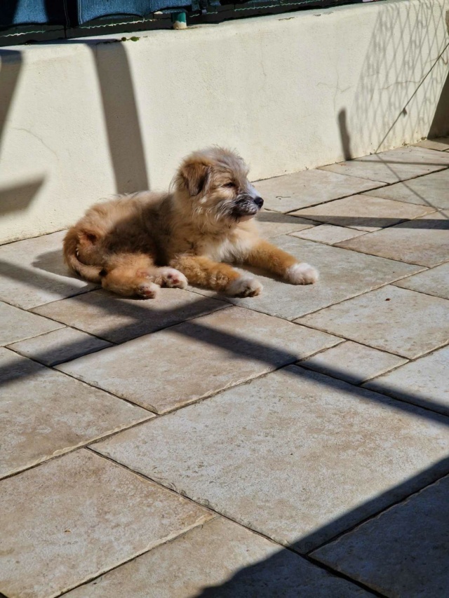 MARROK - chiot mâle, typé labrit, de taille petite à moyenne à l'âge adulte - né environ en septembre 2023 - REMEMBER ME LAND - Adopté par Cathy (42) 43084210