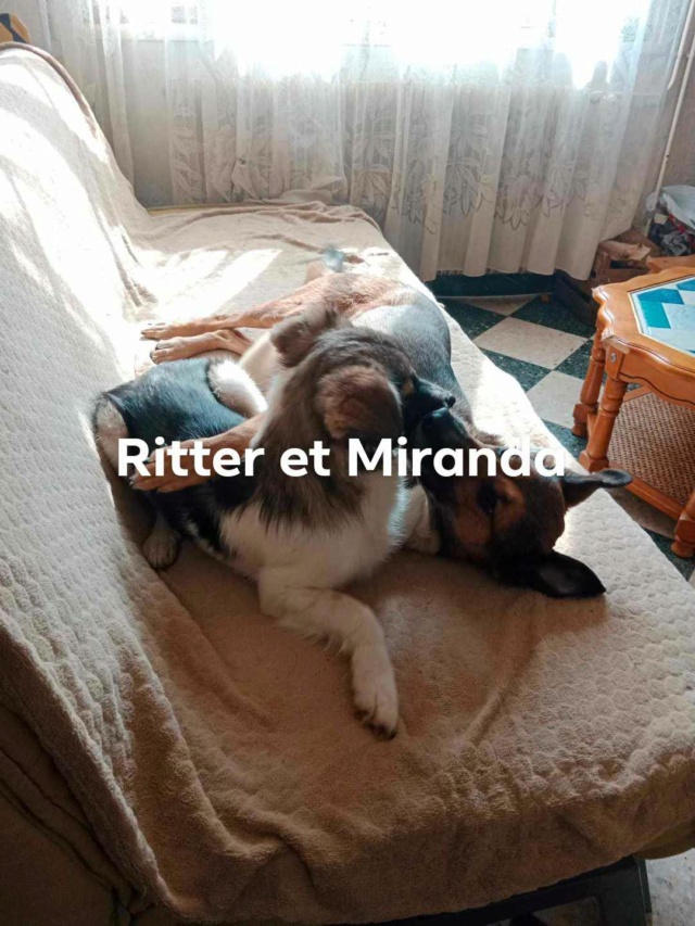 MIRANDA - MIRANDA - femelle - Taille moyenne - Née environ juillet 2019 - REMEMBER ME LAND - Adoptée par Ana (77) - Page 5 43096210