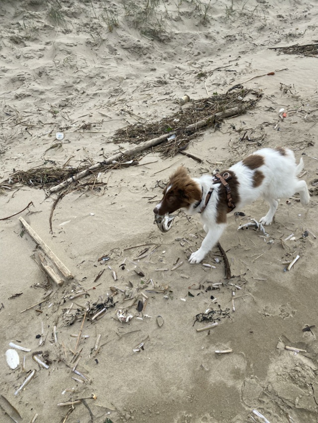 TOKA (ex EUROPA) - chiot femelle, de taille moyenne à l'âge adulte - né environ en octobre 2023 - REMEMBER ME LAND - Adoptée par Laurine (59)  43103610