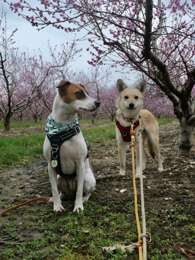  WILLOW (ex MEGGIE) - femelle, de taille petite à moyenne - née environ en mars 2023 - REMEMBER ME LAND - Adopté par Elise (69) 43173310