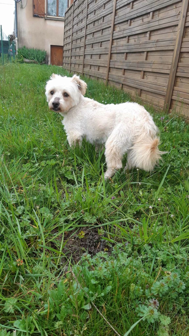 BOBITA - typé croisé bichon, mâle, de petite taille - né environ en juillet 2015 - REMEMBER ME LAND - en FA chez Marie (57) - ADOPTE PAR Doriane (57)  43393811