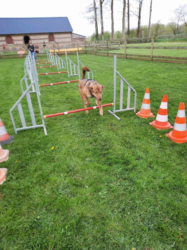 ASLAN (ex BOUTCHOU) - chiot mâle, de taille moyenne à l'âge adulte - né environ en décembre 2022 - (Centre RM Pascani en Roumanie) - Adopté par Aurore (76) 43717910