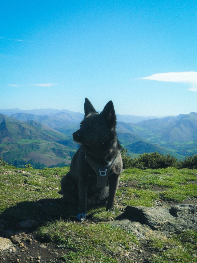 LEXI (ex ORFEE) - chiot femelle, de taille moyenne à l'âge adulte - née environ en janvier 2021 - REMEMBER ME LAND - Adoptée par Deanna (94) 43789811