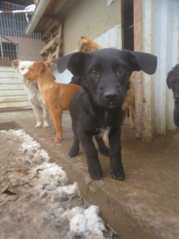 YUMI - chiot femelle, de taille petite à moyenne à l'âge adulte - née environ en août 2022 - REMEMBER ME LAND - en FA chez Nancy (12) - Adopté par Nancy (12) 438