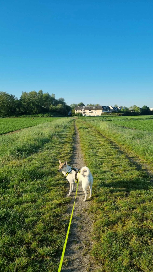 PEPITA - chiot femelle, de taille moyenne à l'âge adulte - née environ en mars 2020 - Remember Me Land - Adoptée par Sophie (67)  - Page 2 43815816